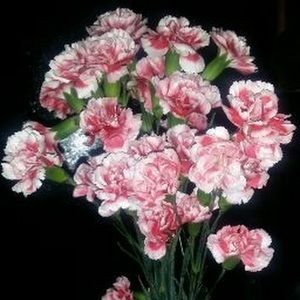 Meet your Posher, Tasha